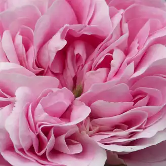 Trandafiri online - Roz - trandafir alba - trandafir cu parfum intens - Rosa Königin von Dänemark - James Booth - ,-
